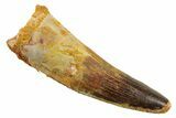 Fossil Spinosaurus Tooth - Real Dinosaur Tooth #380967-1